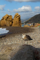 Mouette au bord de la mer