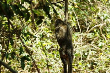 Crab-eating monkeys (Macaca fascicularis), also known as long-tailed macaques, are primates originating from Southeast Asia. These monkeys are very adaptive, including wild animals that follow humans.