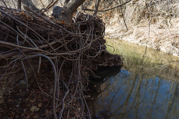 Tree Roots in Texas City Nature Reserve on a Sunny December Day.
