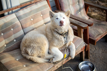 White husky lounges on patio chairs in winter