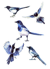  Set of five images of magpies in natural poses. Watercolor painting of birds in blue tones. - 311914343