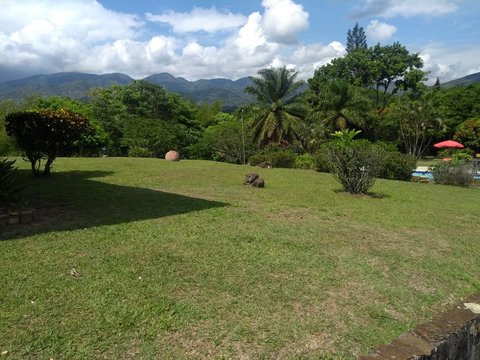 landscape tree colombia