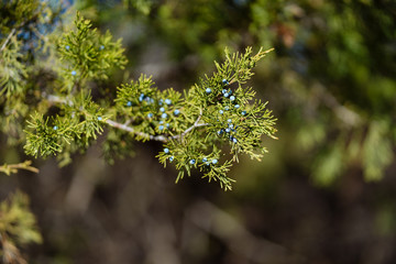 Fruits on thuja branches in a Texas city reserve on a sunny December day.