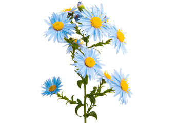 blue chrysanthemum isolated