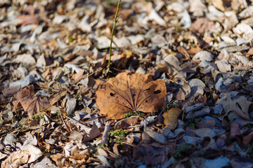 Dry leaf in a city Texas reserve on a sunny December day.