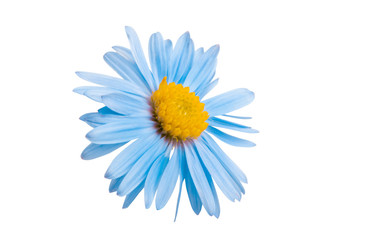 blue chrysanthemum isolated