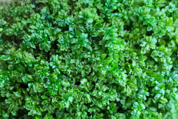  green natural moss for background