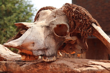 Schädel - Tsavo East Nationalpark