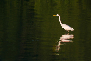 White egret in green shallow water