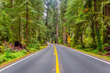 Fototapeta na wymiar Redwood Highway in Redwood National Park California USA