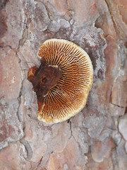 Gloeophyllum sepiarium, known as rusty gilled polypore or conifer mazgill, a bracket fungus from Finland