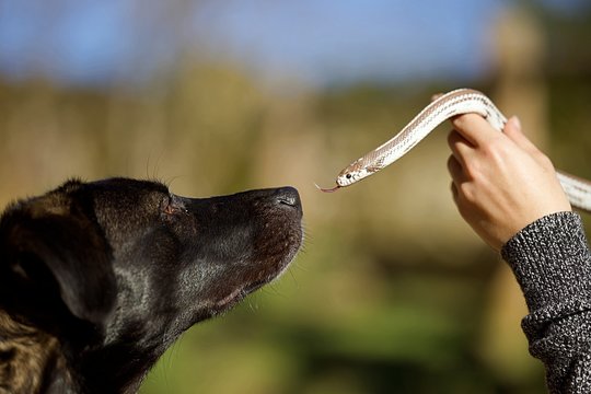 Chien et serpent - animal reptile bisous faune nature 