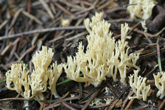 Ramaria gracilis, a coral fungus from Finland
