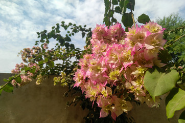 pink flowers in the garden