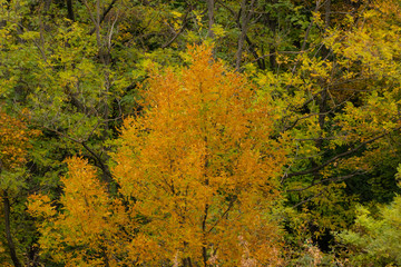 Fototapeta premium Crown of a tree with yellowed leaves against the background of still green trees in the park