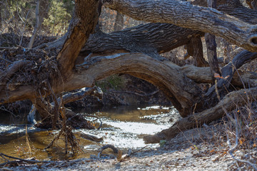 Trunk of a fallen tree over a forest river on a sunny December day in a Texas city reserve.