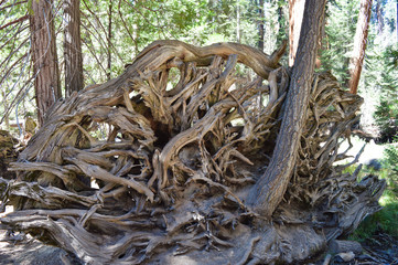 Extraordinary sequoia trees roots in the Sequoia national park