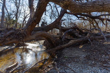 Trunk of a fallen tree over a forest river on a sunny December day in a Texas city reserve.
