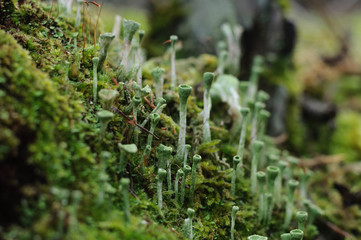 moss on a stump and green tubes