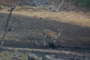 Java deer (Deer timorensis) is a type of deer that is endemic to the islands of Java, Bali and Timor (including Timor Leste) in Indonesia.