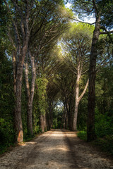 park, national, forest, europe, rovinj, croatia, mediterranean, trees, pine, mysterious, travel, šuma zlatni, zlatni, suma, environment, natural, plant, beautiful, season, background, outdoor, road, t