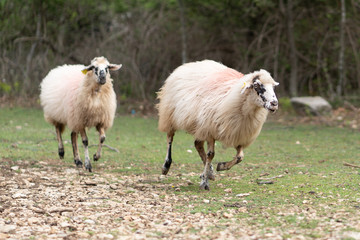 Group of sheeps running. Cres’ semiwild Tramuntana sheep are unique to the island and perfectly adapted to the karst pastures.  Mother and son child  running