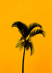 Yelow sky palm