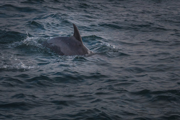 Fototapeta premium delfín