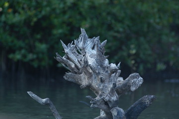 mangrove wood fell on the shore