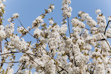 Branches of a flowering Apple tree. Blooming Apple tree in the white garden