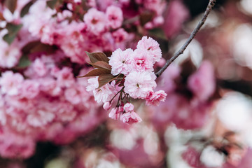 Branches of a flowering Apple tree. Blooming Apple tree in the white garden