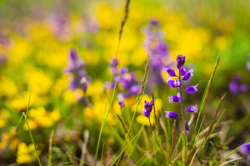 Purple wild flower orchid on a background of out of focus yellow flowers. Complementary colors