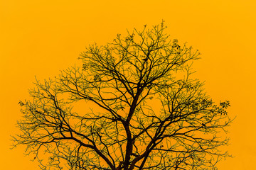 Yelow sky tree