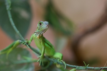 Bébé iguane