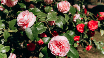Japanese Camellia blooming on the bushes. Beautiful Camellia flowers. Camellia flowers on the branches