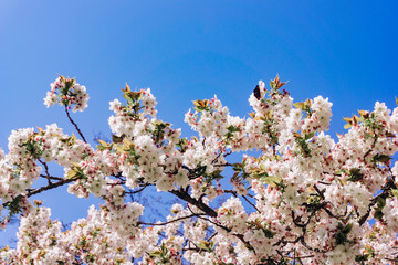 apple blossoms in spring on the sky background. Beautiful Apple blossoms.