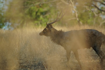 Java deer (Deer timorensis) is a type of deer that is endemic to the islands of Java, Bali and Timor (including Timor Leste) in Indonesia.