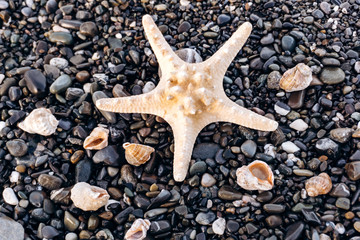 Starfish and shells lie on the rocks