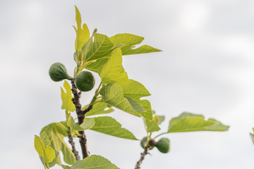 Obraz premium branch with green leaves an two green figs