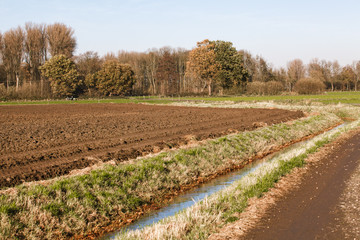 Fototapeta premium Plowed field near the trees. The trees in the background of a plowed field
