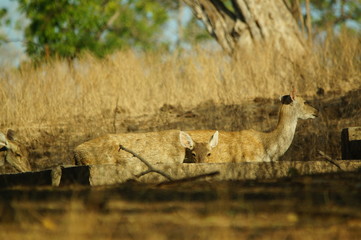 Java deer (Deer timorensis) is a type of deer that is endemic to the islands of Java, Bali and Timor (including Timor Leste) in Indonesia. © PUGUH