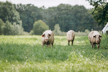 Pigs graze on farm in countryside. Pigs graze on a private farm