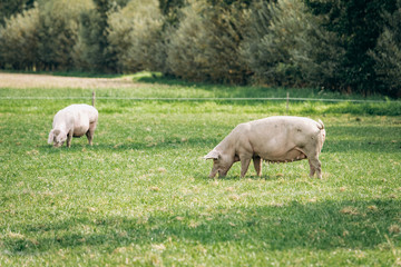 Obraz na płótnie Canvas Pigs eating on a meadow in an organic meat farm
