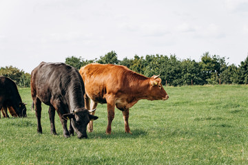 Dairy cows grazing in the meadow. Cows graze on the green grass.