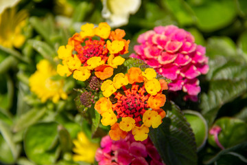 Bright yellow, orange and pink flowers