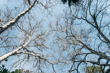 Crowns of trees against the blue sky