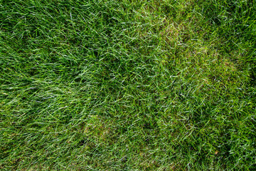 Green grass natural background. Top view. Green grass texture.