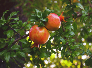 ripe garnets grow on a tree