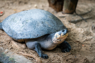 Big turtle. Adult female flatback sea turtle