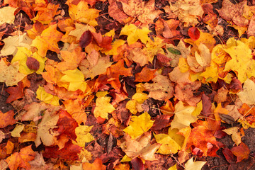 background of autumn leaves. Autumn background